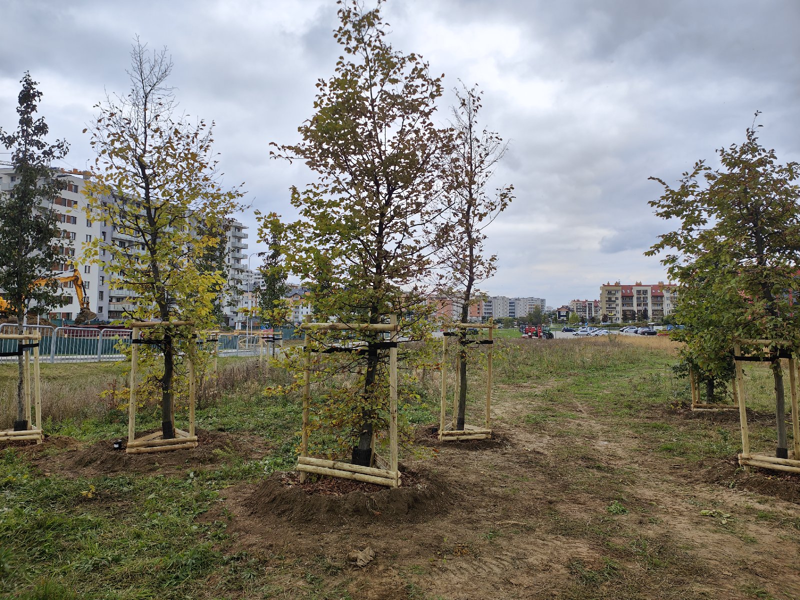 zdjęcie z nasadzień nowych drzew przy ul. Bydgoskiej w Rzeszowie, fot. Grzegorz Bukała, Urząd Miasta Rzeszowa